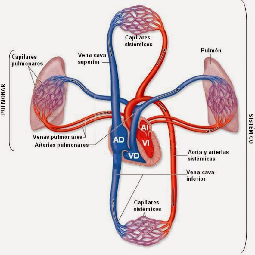 LA FUNCIÓN DE NUTRICIÓN APARATO CIRCULATORIO Pictoeduca