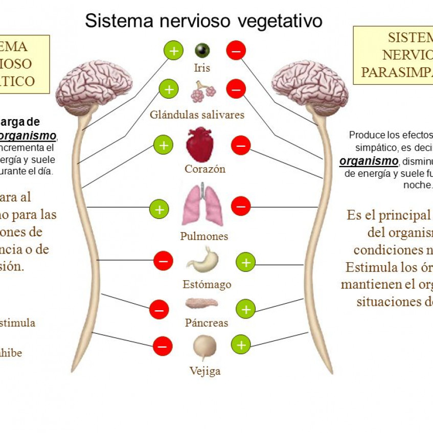 LA FUNCIÓN DE RELACIÓN EL SISTEMA NERVIOSO Pictoeduca