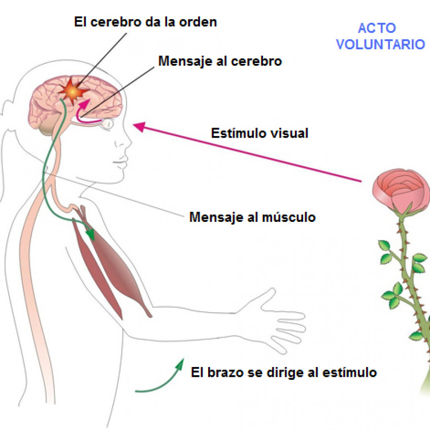 LA FUNCIÓN DE RELACIÓN EL SISTEMA NERVIOSO Pictoeduca