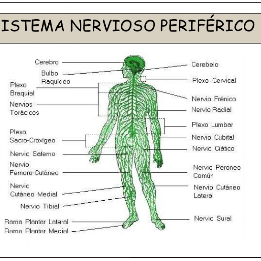 LA FUNCIÓN DE RELACIÓN EL SISTEMA NERVIOSO Pictoeduca