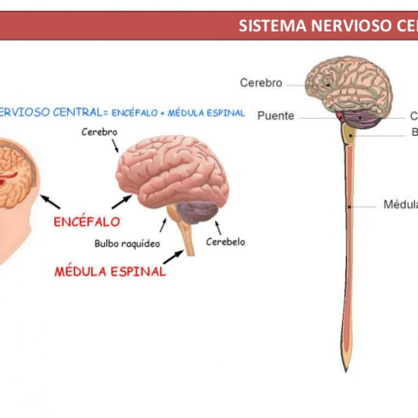 Las Partes Del Sistema Nervioso Central 4347