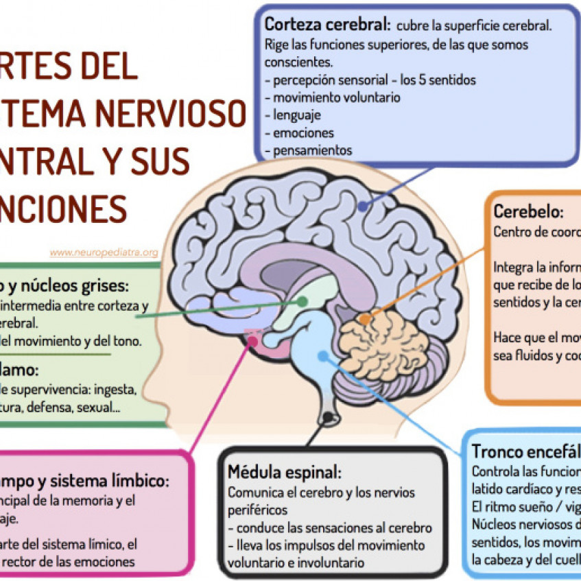 LA FUNCIÓN DE RELACIÓN EL SISTEMA NERVIOSO Pictoeduca