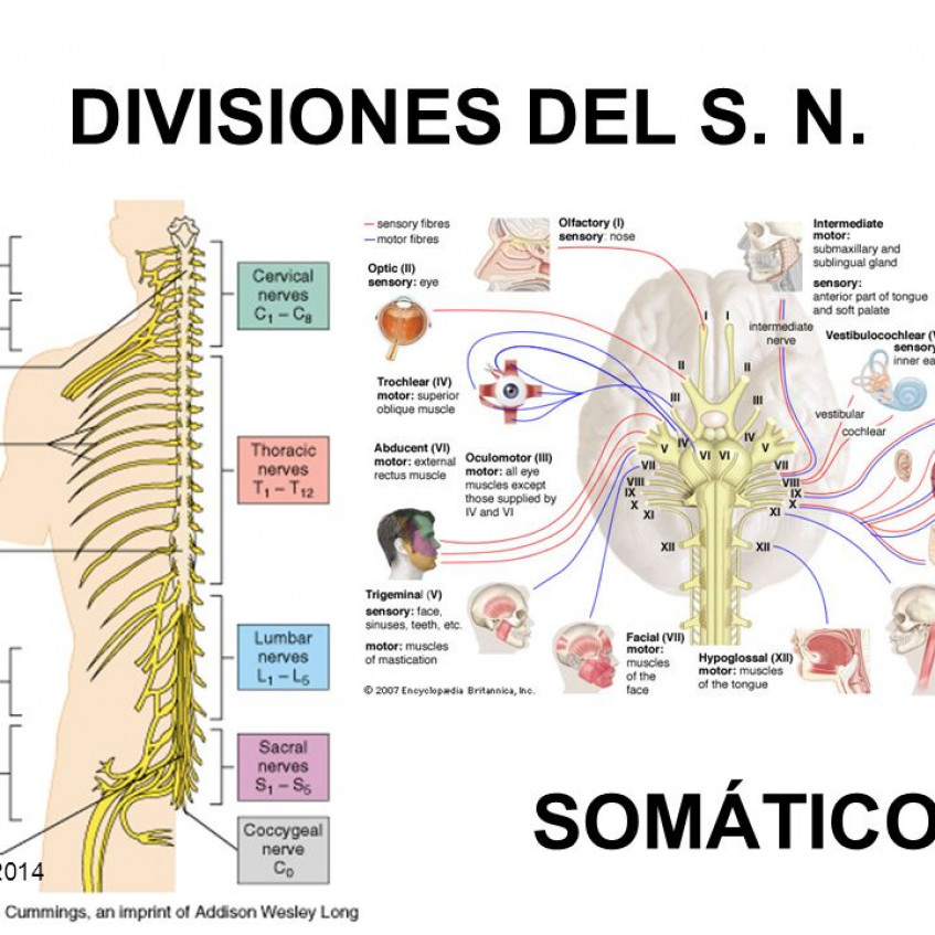 LA FUNCIÓN DE RELACIÓN EL SISTEMA NERVIOSO Pictoeduca