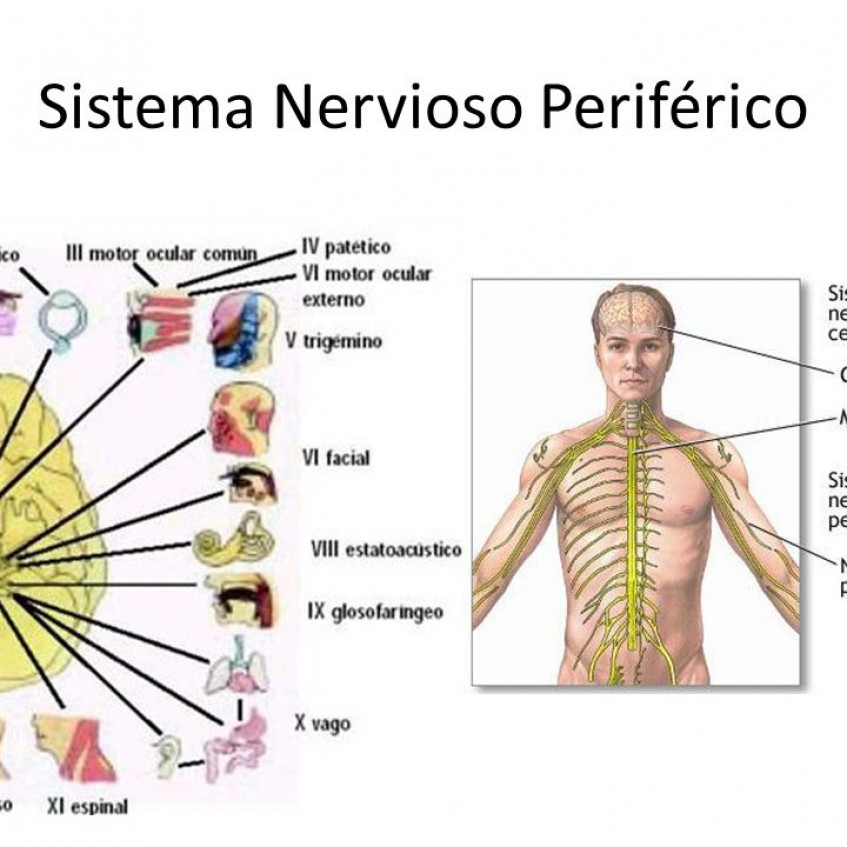 diagrama del sistema nervioso periférico