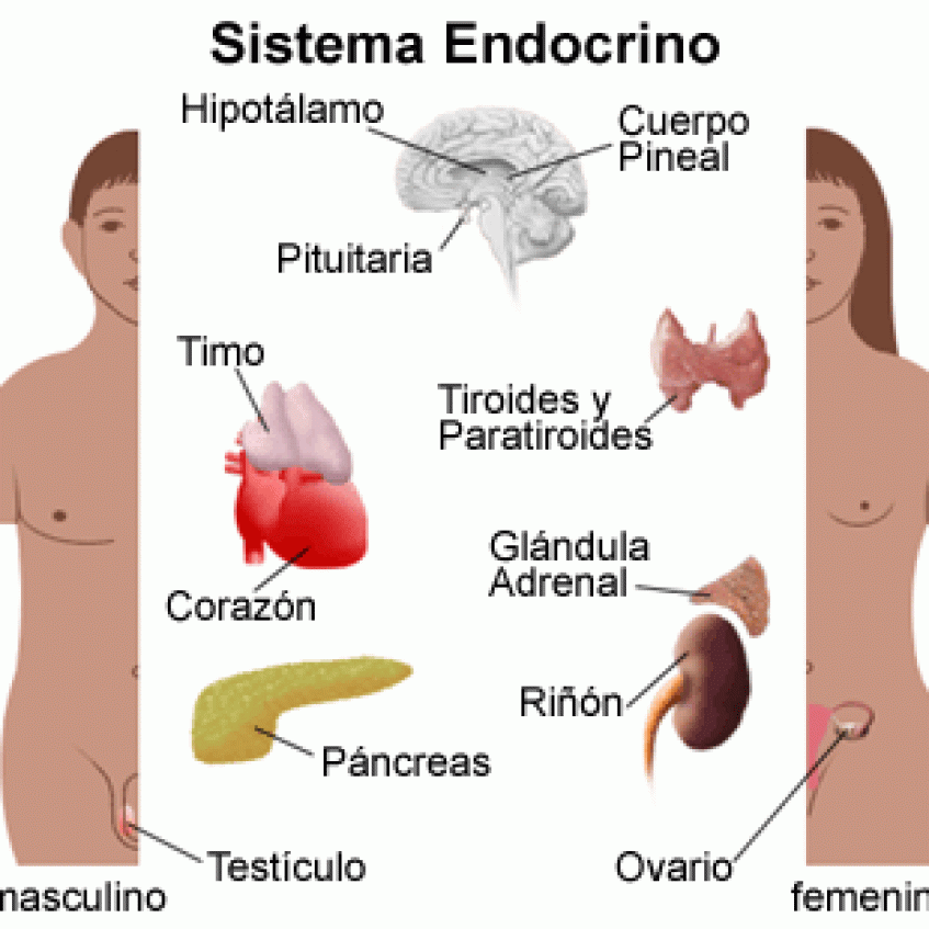 LA FUNCIÓN DE RELACIÓN: EL SISTEMA ENDOCRINO - Pictoeduca