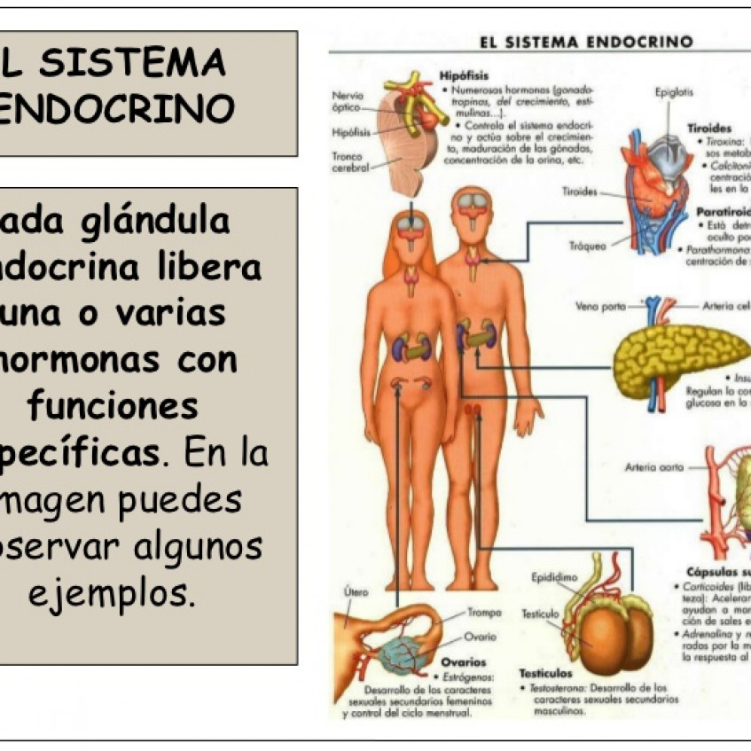 La FunciÓn De RelaciÓn El Sistema Endocrino Pictoeduca 