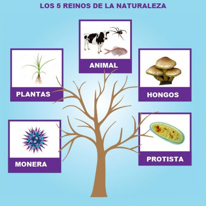 Reinos de la naturaleza - Pictoeduca