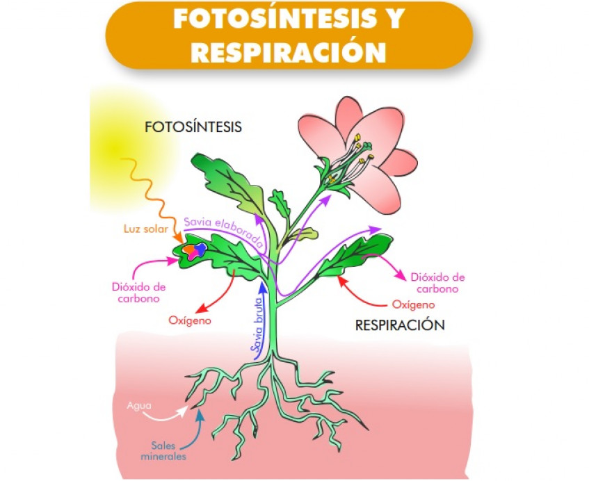 LA FOTOSÍNTESIS - Pictoeduca