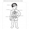 imagenes del cerebro humano y sus partes en ingles