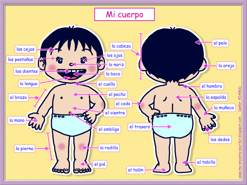 Las Partes Del Cuerpo   Pictoeduca